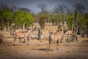 063 Zimbabwe, Hwange NP, grote  koedoes en roanantilope